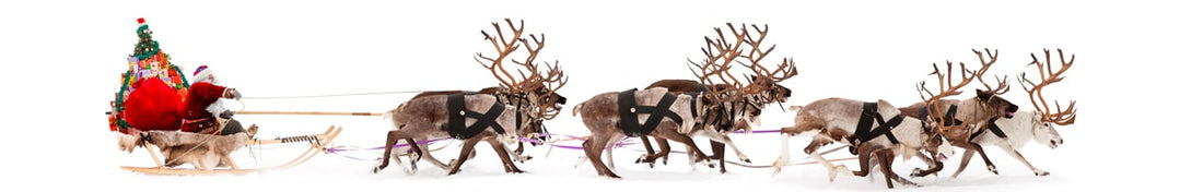 OH ! VIVE NOËL, VIVE NOËL… Vive Noël nordique