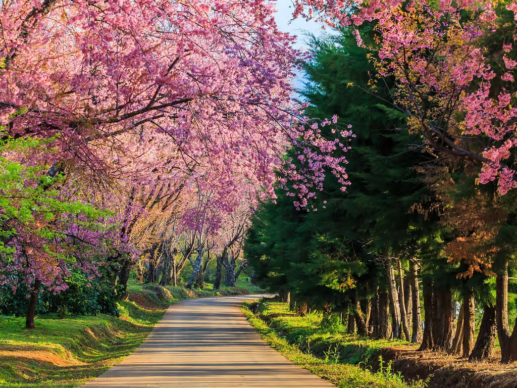 Le Printemps revient ENFIN !