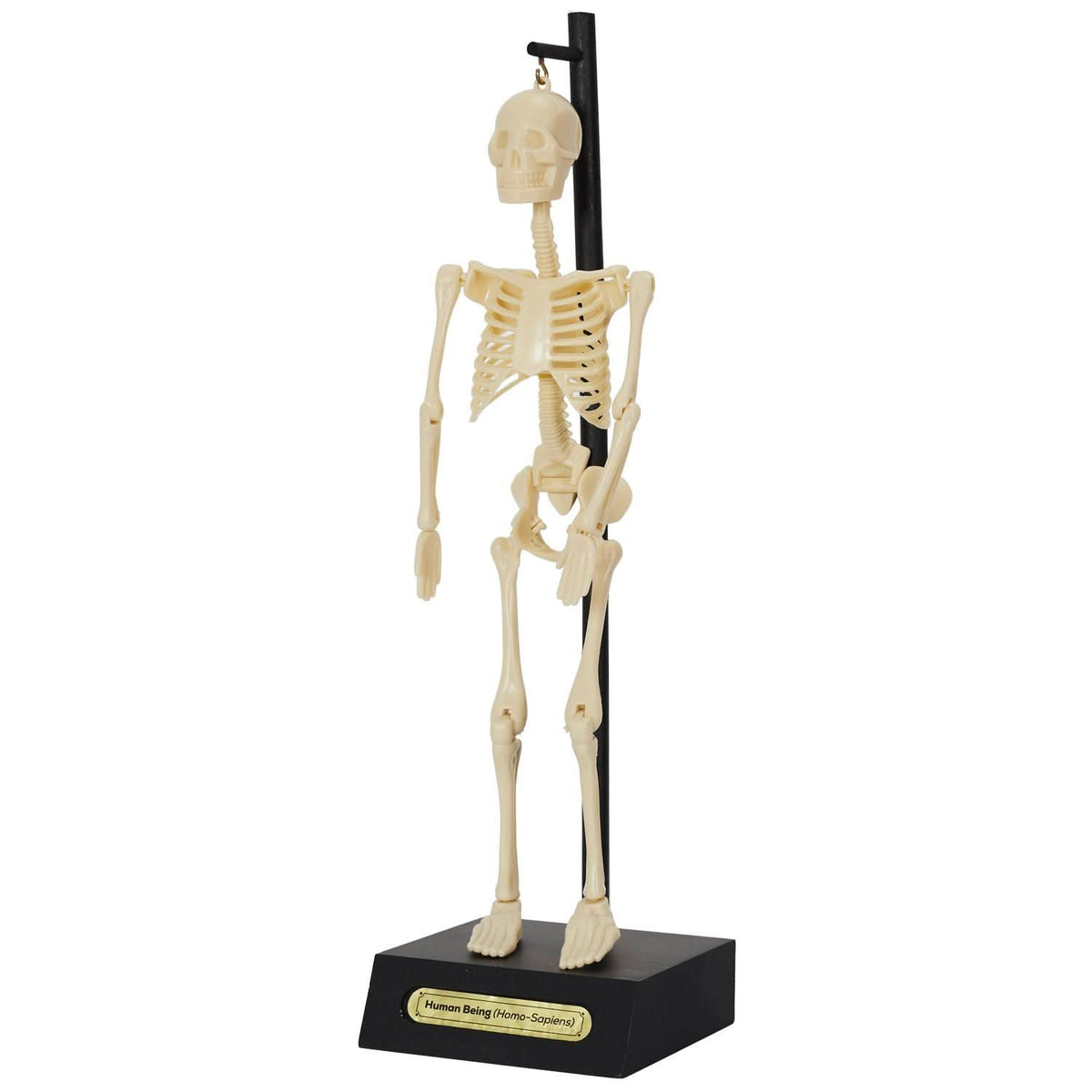 MINI SQUELETTE DE BUREAU OSCAR