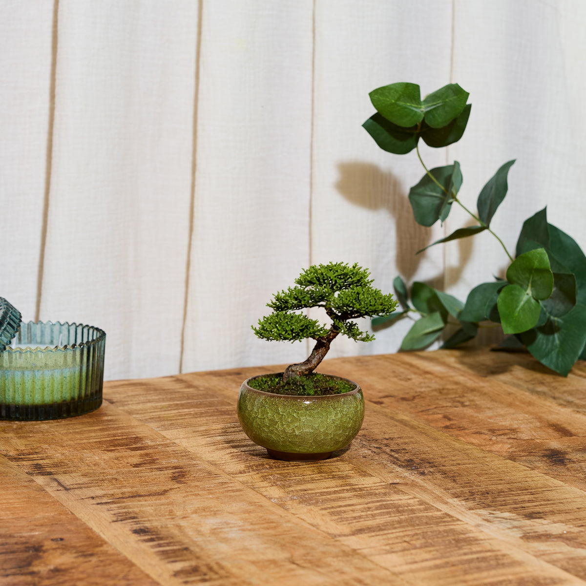 PRÊT A POUSSER BONSAI